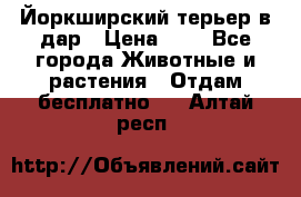 Йоркширский терьер в дар › Цена ­ 1 - Все города Животные и растения » Отдам бесплатно   . Алтай респ.